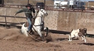 Fiesta Royale Calf Roping