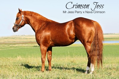 Crimson Jess text pedigree