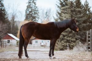 2017 Bay mare by Guys Casanova Cowboy 