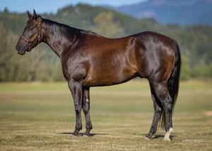2021 gelding 