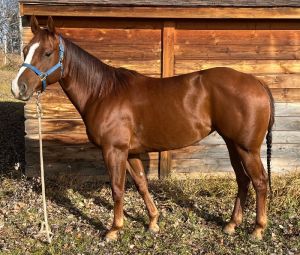 Well started 3 yr old mare