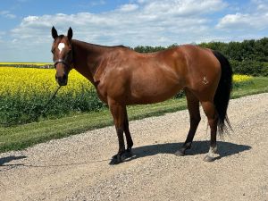 Seasoned Barrel Horse