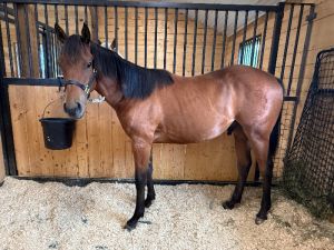2025 Bay Gelding - Incentives
