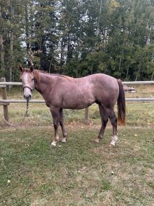 Grey AQHA Gelding