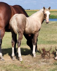 2026 Chocolate Palomino Filly