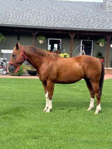 Head horse for sale!