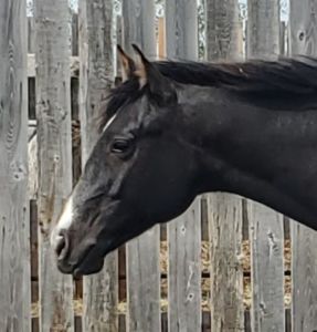 2025 Grey Rope/Barrel/Ranch Gelding