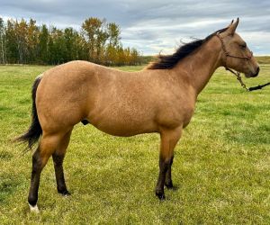 Buckskin gelding by Fire Sixes!