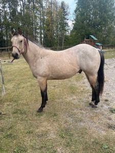 Buckskin AQHA Gelding