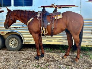 15 Yr Old 1D/2D and Rodeo Gelding