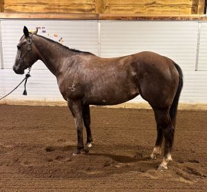 3 yr old Mare - MS Sancie Pine Bar aka "Charlie"
