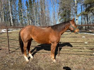 2015 Major Bonanza Gelding