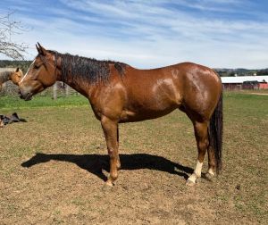 5 yr old super stakes mare for sale 