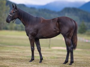 2025 Filly