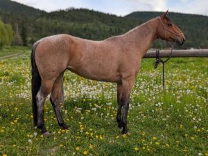 2017 AQHA Bay Roan Mare