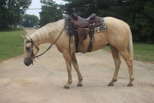 3 year old performance prospect gelding