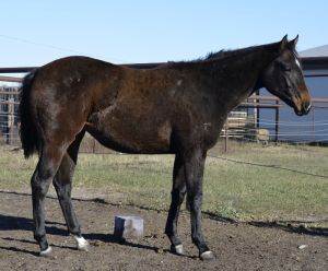 Yearling Winners Version Filly  - price reduced